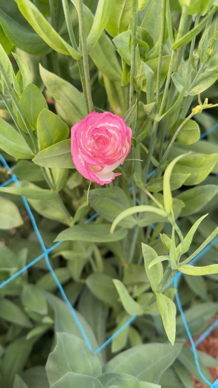 Lisianthus cut flowers